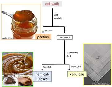 cell wall fractionation